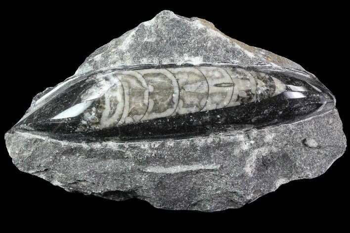 Polished Orthoceras (Cephalopod) Fossils - Morocco #84102